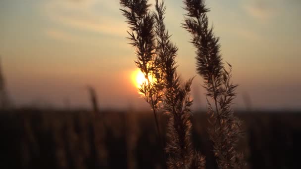 Épillets Herbe Dans Les Rayons Soleil Soir Coucher Soleil Sur — Video