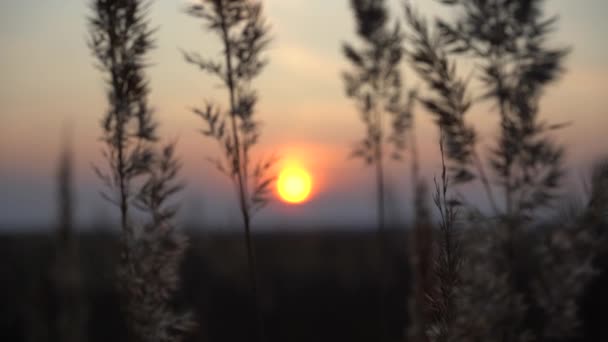 Spikelets Gräs Strålar Afton Solen Solnedgång Fältet Gräs Bakgrundsbelysningen Solen — Stockvideo