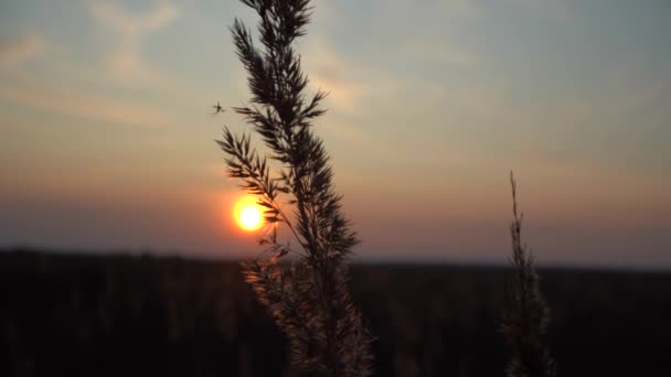 Espiguillas Hierba Los Rayos Del Sol Tarde Puesta Sol Campo — Vídeos de Stock