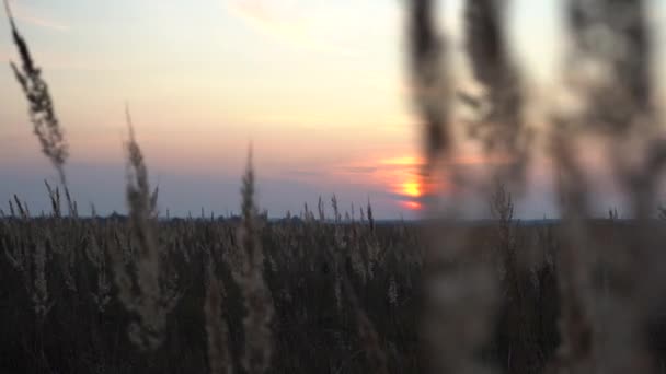 Spikeletten Van Gras Stralen Van Avondzon Zonsondergang Het Veld Gras — Stockvideo