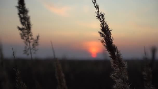 Grasflecken Den Strahlen Der Abendsonne Sonnenuntergang Auf Dem Feld Gras — Stockvideo