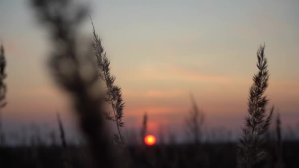 Akşam Güneşinin Işınlarında Dikenleri Sahada Gün Batımı Güneşin Arka Işığında — Stok video
