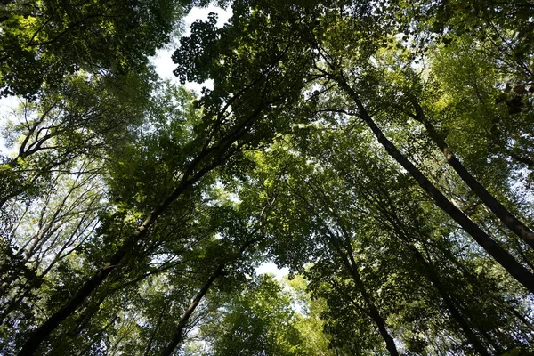 Dense forest. Bottom view of the tops of trees. Tall trees in th