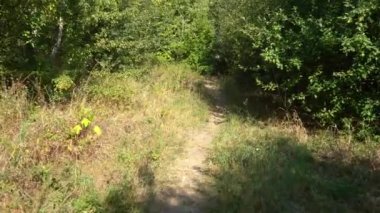 Yoğun orman. Ağaçların tepesinin alt görünümü. Ormandaki uzun ağaçlar gökyüzünü kaplar..