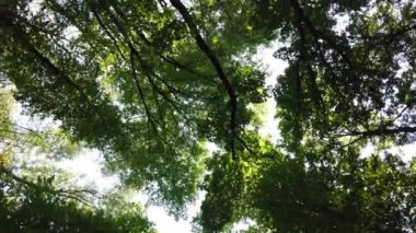 Yoğun orman. Ağaçların tepesinin alt görünümü. Ormandaki uzun ağaçlar gökyüzünü kaplar..