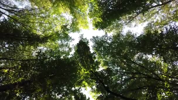 茂密的森林 树顶的底部视图 森林里高大的树木覆盖着天空 — 图库视频影像