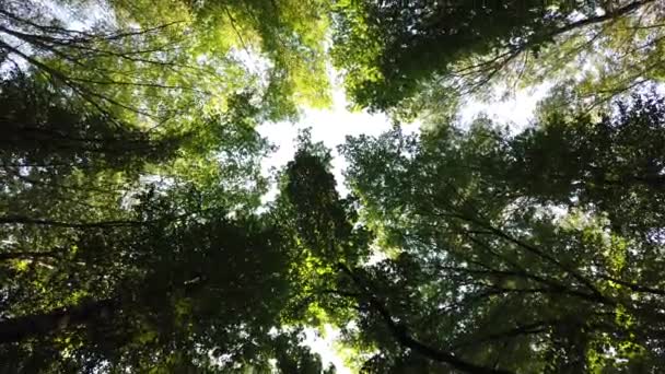 Tät Skog Botten Trädens Toppar Höga Träd Skogen Täcker Himlen — Stockvideo