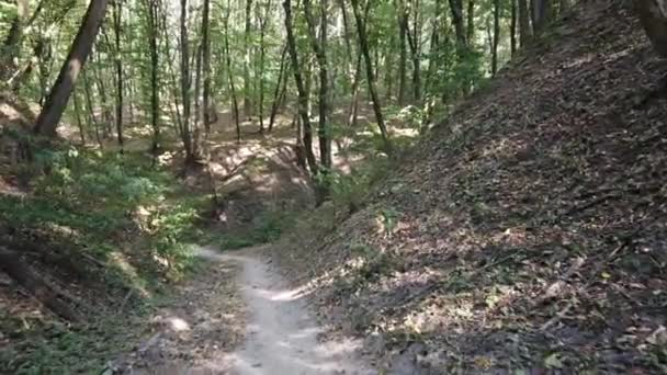 Floresta Densa Vista Inferior Dos Topos Das Árvores Árvores Altas — Vídeo de Stock