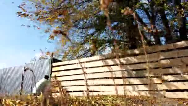 Bearded Man Paints New Wooden Fence Processing New Wooden Fence — Stock Video