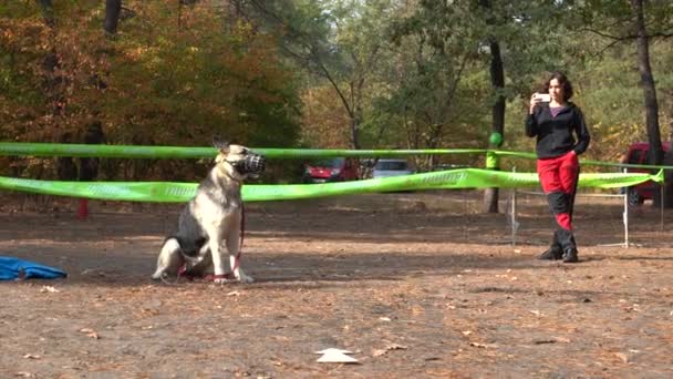 Kiev Ucrania Europa Septiembre 2019 Entrenamiento Perros Sitio Entrenador Trabaja — Vídeo de stock