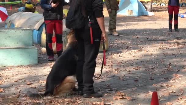 Kiev Ukraine Europe September 2019 Dog Training Site Trainer Works — Stock Video