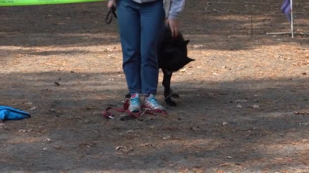 키예프 우크라이나 2019 조련사 는개와 일한다 School Dog Training Troy — 비디오