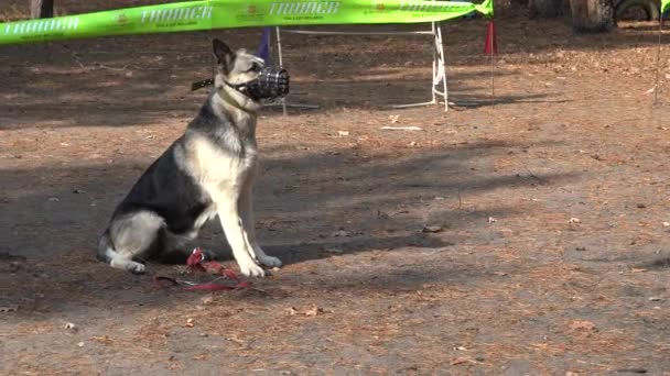 Kiev Ukraine Europe September 2019 Dog Training Site Trainer Works — Stock Video