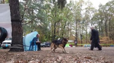 Kiev, Ukrayna, Avrupa - Eylül 2019: Bölgede köpek eğitimi. Bir antrenör bir köpekle çalışır. Köpek eğitimi okulu 