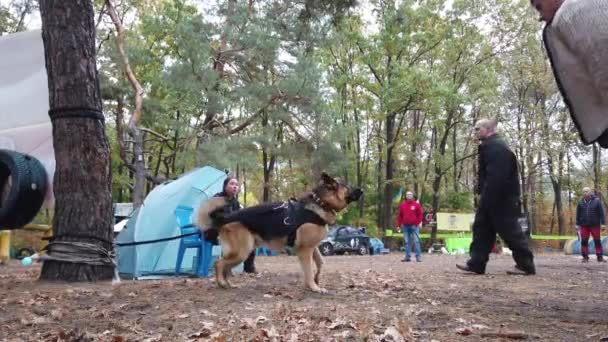 Kiev Oekraïne Europa September 2019 Hondentraining Het Terrein Een Trainer — Stockvideo