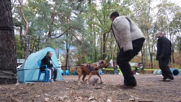 キエフ ウクライナ ヨーロッパ 9月2019 サイト上の犬の訓練 トレーナーは犬と働く 犬の訓練学校 トロイ — ストック動画