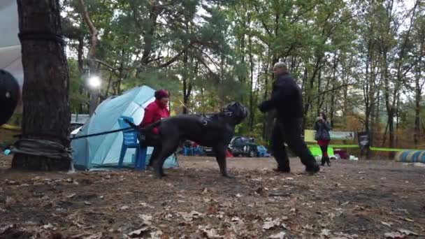 Kiev Ucrania Europa Septiembre 2019 Entrenamiento Perros Sitio Entrenador Trabaja — Vídeos de Stock