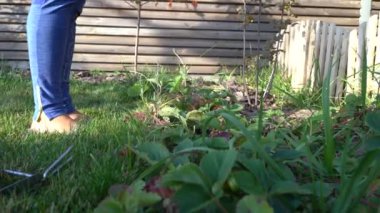 Berlin, Almanya - Ekim 2019: Bahçedeki kız çilekleri yeniden ekiyor. Eldivenli eller bir bahçe yatağında çalışıyor..