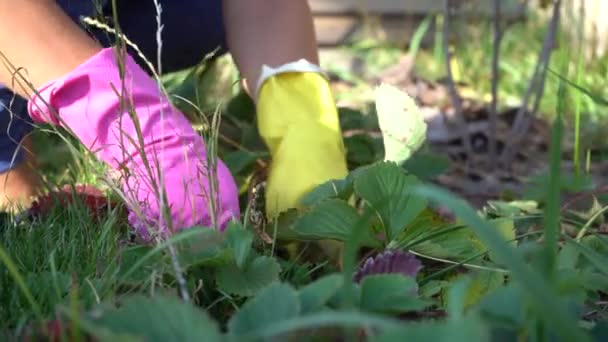 Berlin Deutschland Oktober 2019 Das Mädchen Garten Pflanzt Wieder Erdbeeren — Stockvideo