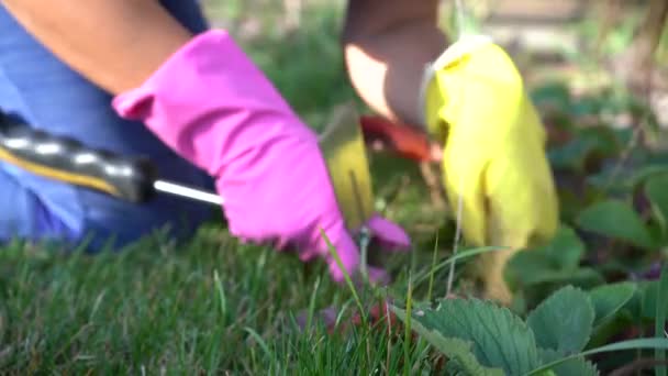 德国柏林 2019年10月 花园中的女孩种植草莓 在花园床上工作的戴手套的手的特写 — 图库视频影像