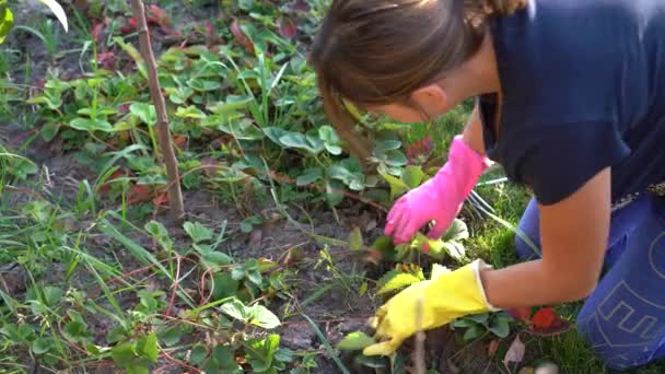 Berlin Deutschland Oktober 2019 Das Mädchen Garten Pflanzt Wieder Erdbeeren — Stockvideo