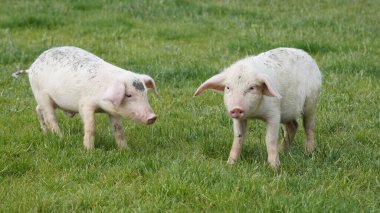 Yeşil çimenli bir arka planda domuzcuklar. Genç domuzlar çimlerin üzerinde.