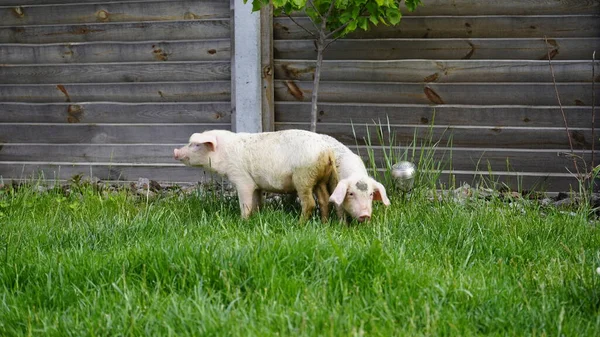 小猪在绿草的背景上 小猪在草地上 — 图库照片