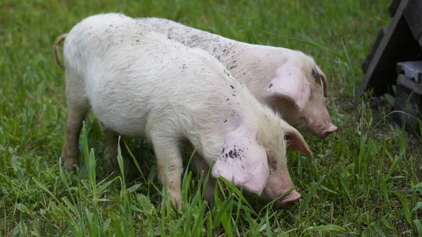 Los Lechones Sobre Fondo Hierba Verde Cerdos Jóvenes Hierba —  Fotos de Stock