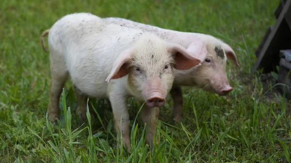 Biggen Een Achtergrond Van Groen Gras Jonge Varkens Het Gras — Stockfoto