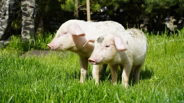 Biggen Een Achtergrond Van Groen Gras Jonge Varkens Het Gras — Stockfoto