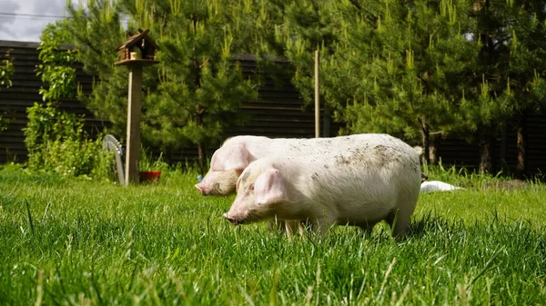 小猪在绿草的背景上 小猪在草地上 — 图库照片
