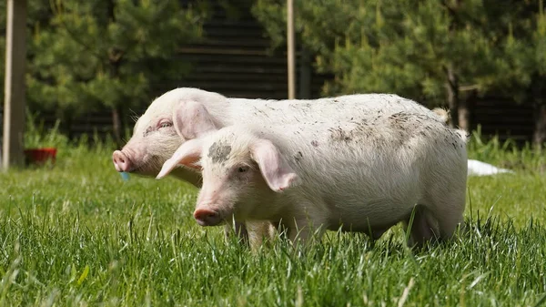 Biggen Een Achtergrond Van Groen Gras Jonge Varkens Het Gras — Stockfoto