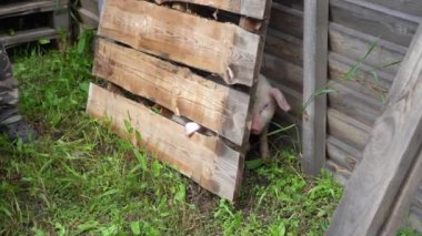 Yeşil çimenli bir arka planda domuzcuklar. Genç domuzlar çimlerin üzerinde.