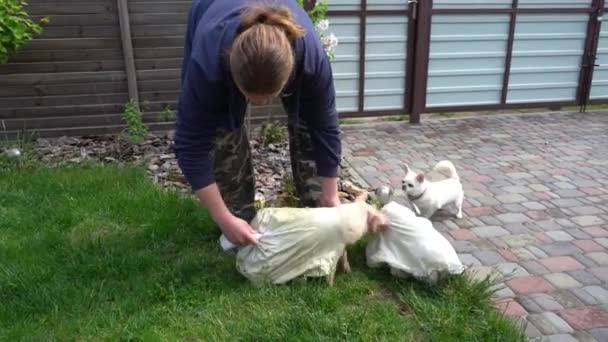 Man Catches Piglets Bearded Man Holds Piglet — Stock Video