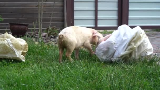 小猪在绿草的背景上 小猪在草地上 — 图库视频影像