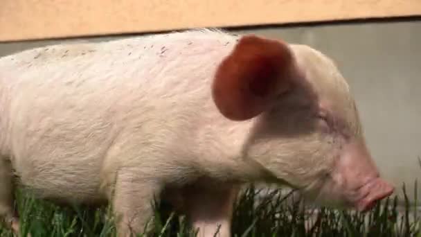 小猪在绿草的背景上 小猪在草地上 — 图库视频影像
