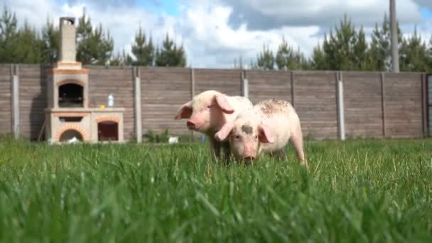 緑の草の背景にピグレット 草の上の若い豚 — ストック動画