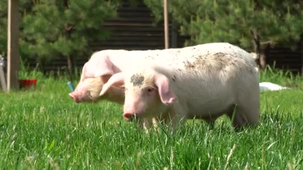 Babi Atas Latar Belakang Rumput Hijau Babi Muda Rumput — Stok Video