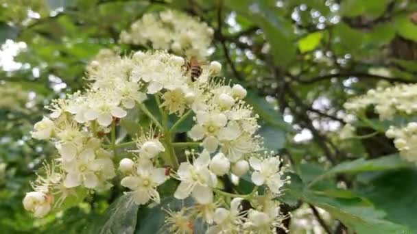 Linden Blossoms Bee Collects Honey Flowering Linden Tree — Stock Video