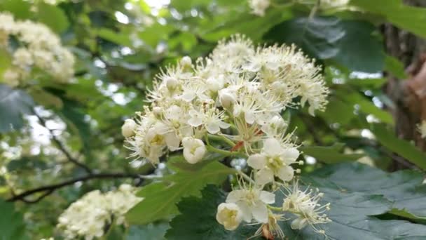 Linden Çiçekleri Bir Arı Çiçekli Ihlamur Ağacında Bal Toplar — Stok video
