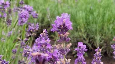 Lavanta tarlası. Sahada bir sürü lavanta çiçeği var. Çiçekli lavanta tarlası.