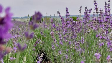 Lavanta tarlası. Sahada bir sürü lavanta çiçeği var. Çiçekli lavanta tarlası.