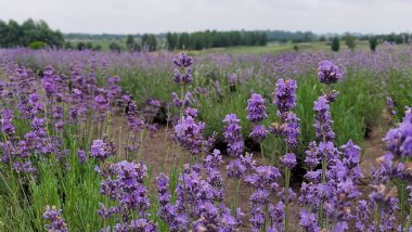 Lavanta tarlası. Sahada bir sürü lavanta çiçeği var. Çiçekli lavanta tarlası.