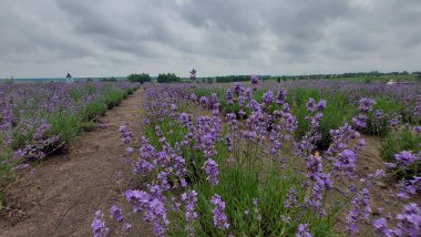 Lavanta tarlası. Sahada bir sürü lavanta çiçeği var. Çiçekli lavanta tarlası.