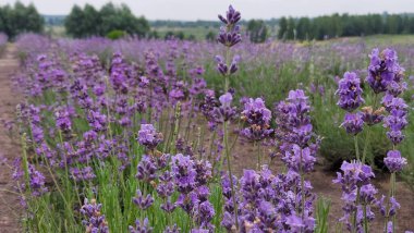 Lavanta tarlası. Sahada bir sürü lavanta çiçeği var. Çiçekli lavanta tarlası.