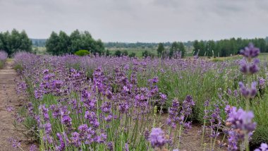 Lavanta tarlası. Sahada bir sürü lavanta çiçeği var. Çiçekli lavanta tarlası.