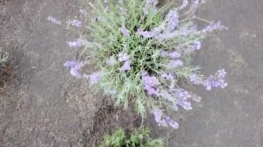 Sahada bir sürü lavanta çiçeği var. Çiçekli lavanta tarlası.