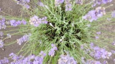 Sahada bir sürü lavanta çiçeği var. Çiçekli lavanta tarlası.