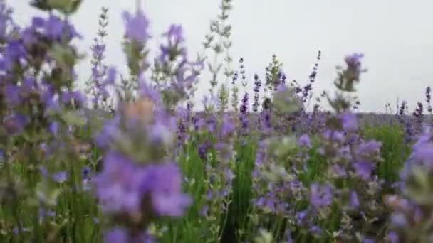 Много Лавандовых Цветов Поле Цветущее Лавандовое Поле — стоковое видео