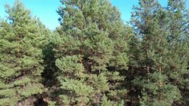 Hava görüntüsü. Ormanın arka planında orman gölü. Kiev Barajı, Dnipro Nehri. Ormanın ortasında asfalt yol.